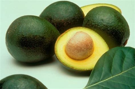 Avocado Tree - Reed – Avowest Avocados