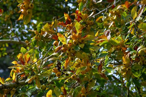 Tejocote Plantas Nativas Para Polinizadores Naturalista Mexico