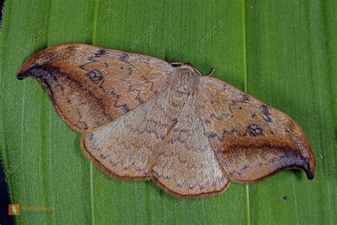 Heller Sichelfl Gler Bild Bestellen Naturbilder Bei Wildlife Media