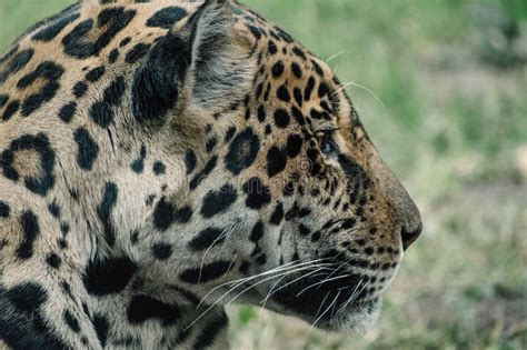 Profile of a Stealthy Jaguar, Its Spots Blending into the Wild As it ...