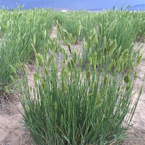 Sheep Fescue - Great Basin Seeds - Festuca ovina