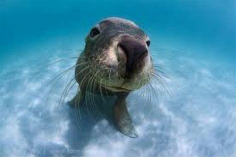 Sea lions are pinnipeds characterized by external ear flaps, long ...