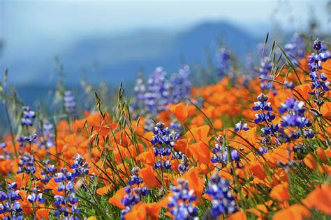 Sea Of California Wildflowers Photograph By Kyle Hanson Pixels