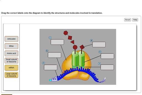 Drag The Correct Labels Onto The Diagram To Identify The Structures And