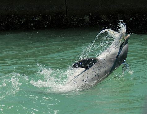 Dolphin foraging techniques around Marco Island - The Dolphin Study