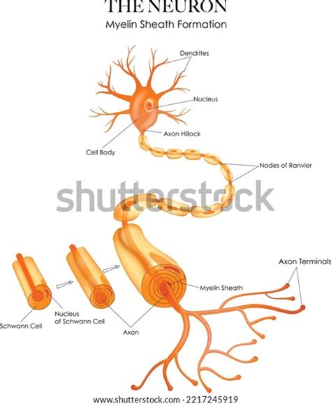 Colorful Neuron Anatomy Myelin Sheath Formation Stock Vector Royalty