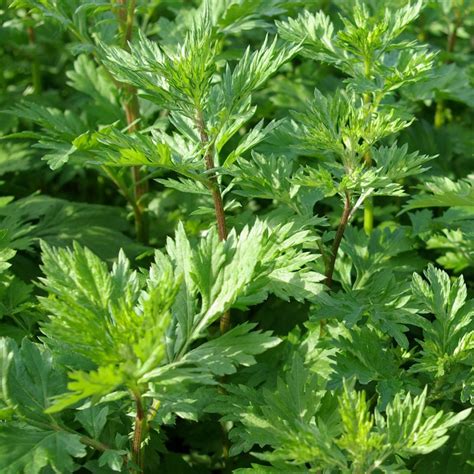 Artemisia Vulgaris D V Plant Production