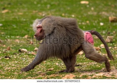 609 Baboon Run Images, Stock Photos & Vectors | Shutterstock