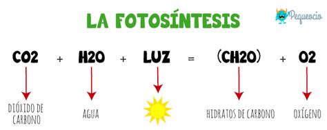 ¿qué Es La Fotosíntesis Explicación Para Primaria Pequeocio