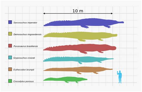 Saltwater Crocodile Size Chart, HD Png Download , Transparent Png Image ...