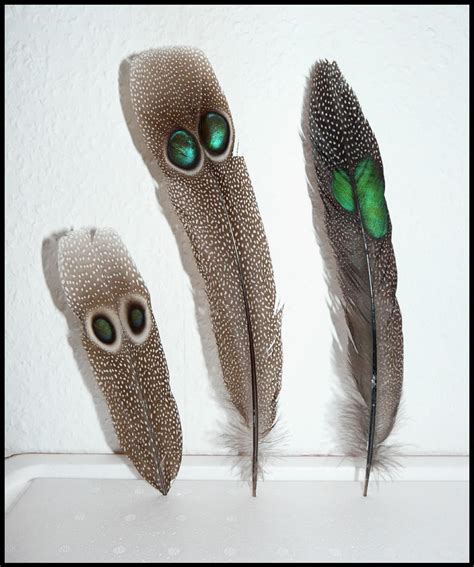 Pheasant Feathers by CabinetCuriosities on DeviantArt