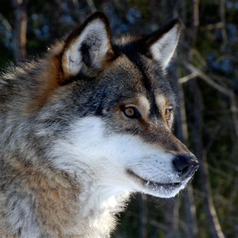 large carnivore initiative  europe large carnivores wolf