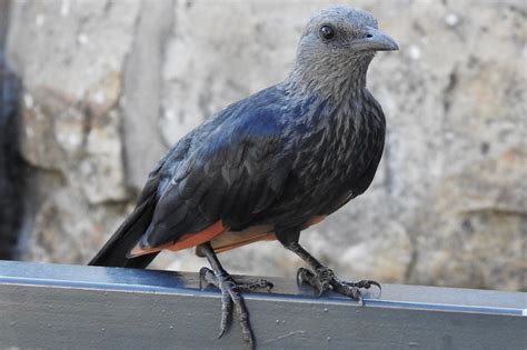 Sturnidae Starlings and Mynas - Adelaide Ornithologists' Club