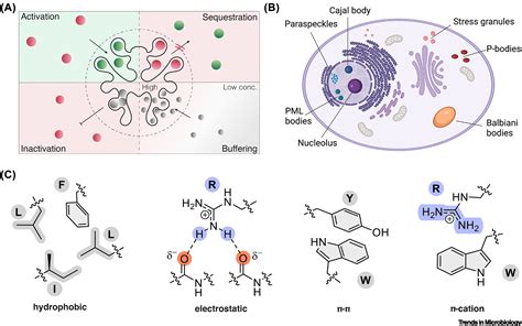 Phase Separation In Viral Infections Trends In Microbiology