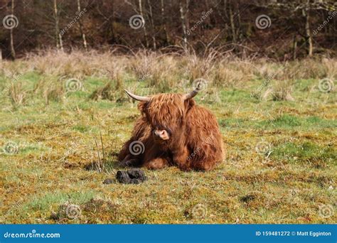 Aberdeen Angus Cow Lying Down in a Field Stock Photo - Image of black ...