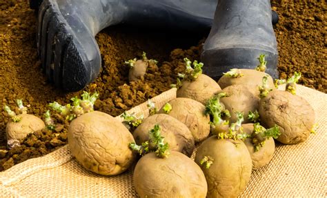 chit potatoes gardening  beginners jparkers