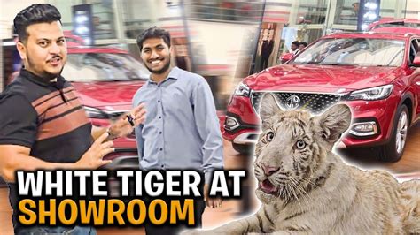 Aj White Tiger Ko Showroom Le Kr Aya Or Chotay Sy Tiger Sy Ahmed Dar