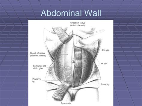 Solution Pelvic Anatomy Studypool