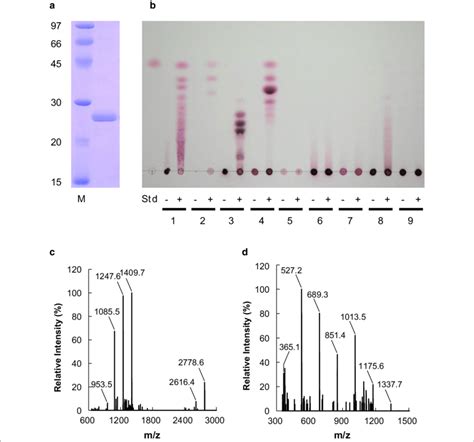 Sds Page Of Recombinant Gh Enzyme And Tlc And Maldi Tof Ms Analyses