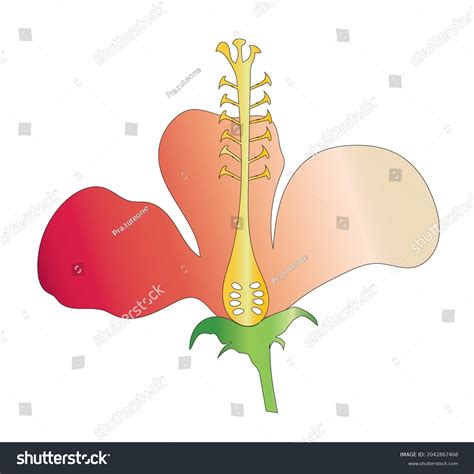 Parts Flower Clip Art Vector Design Stock Vector (Royalty Free ...