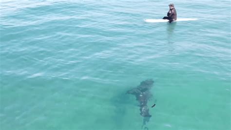 Watch A Great White Shark Swim Around Surfer In Clear Socal Water