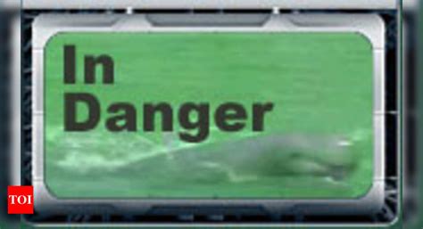 Dolphins - Times of India