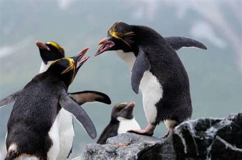 Facts About the Macaroni Penguin | Wild Animals! Amino