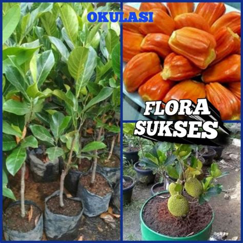 Jual Bibit Tanaman Nangka Mini Orange Manis Hasil Okulasi Cepat Berbuah