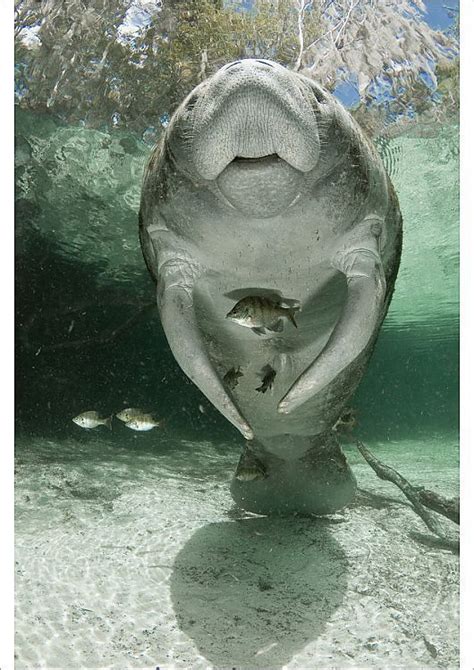 Poster Print West Indian Manatee Trichechus Manatus Crystal River