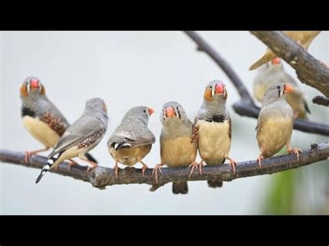 Finch Colony Setup Finch Chicks Aahi Or Kash Youtube