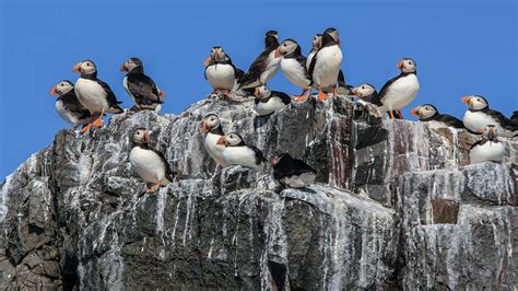 How Bird Poop Helps Cool The Arctic Science Aaas