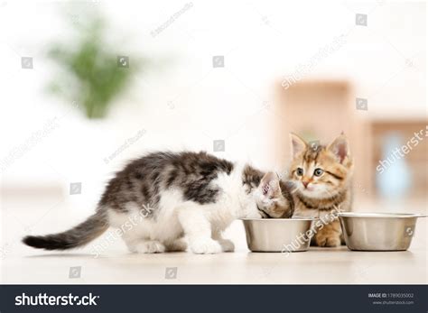 how to get a kitten to eat