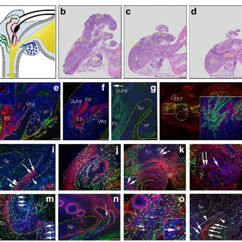 If Analysis Of The Distribution Of Lrcs And Co Expression Of Cell