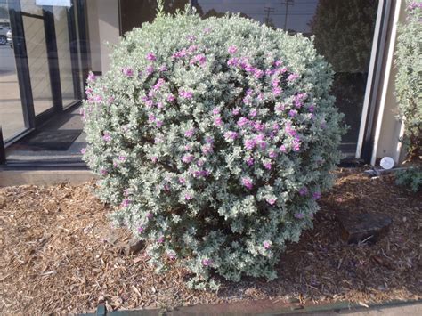 Leucophyllum Frutescens Texas Barometer Bush Texas Sage North