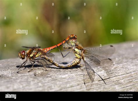 Mating Dragonflies Hi Res Stock Photography And Images Alamy