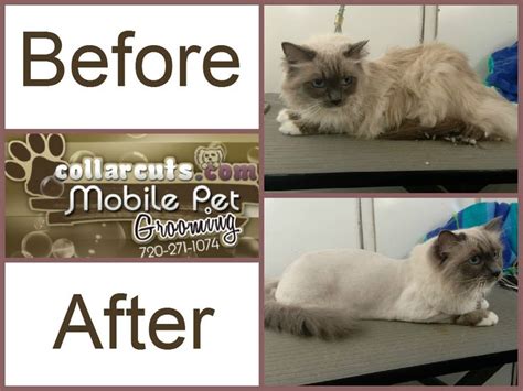 Pin by Collar Cuts on Cat Before and Afters | Cat grooming, Pets, Cute cats