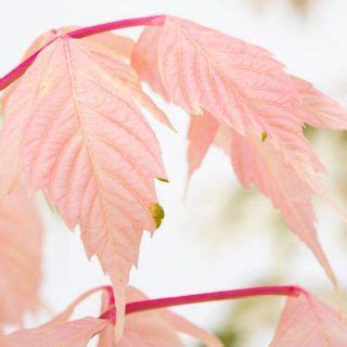 Japanische Ahorne Acer palmatum jetzt günstig online kaufen