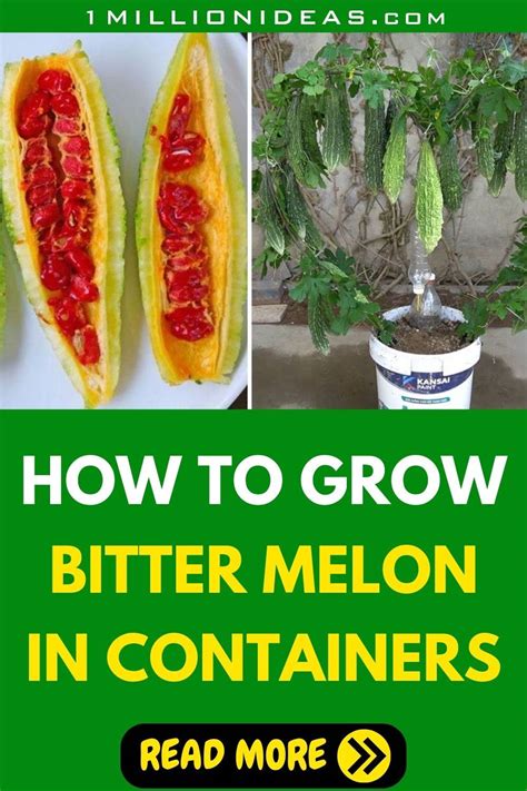 Bitter Melon How To Grow This Exotic Vegetable In Containers At Home