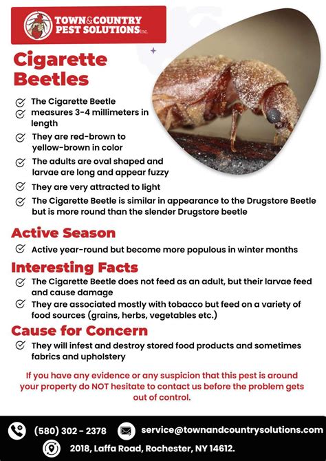 Cigarette Beetles Pest Control Rochester Ny By Infographicses Issuu