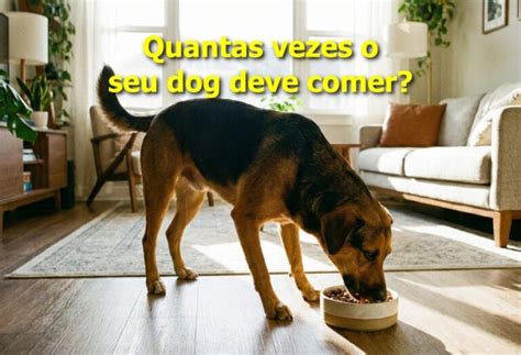 Cachorro Come Quantas Vezes Por Dia - Quantas vezes o cachorro deve comer por dia? rotina por idade