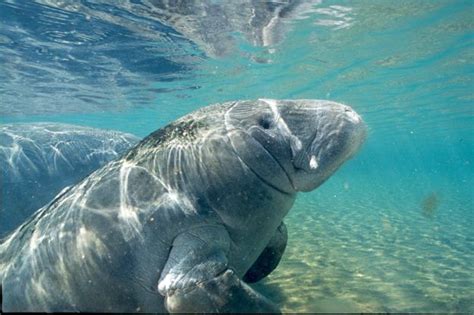 Find Out Where To Observe Manatees In The Wild Authentic Florida