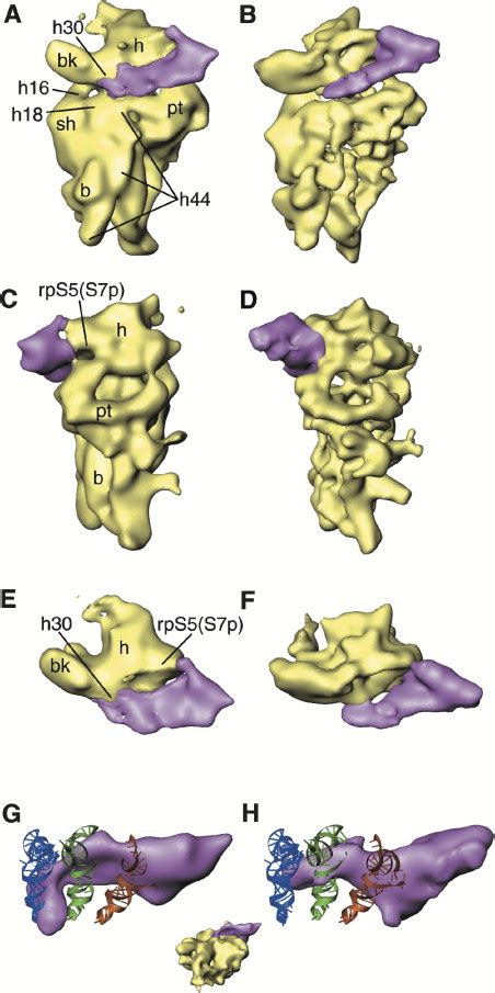 Cryo Em Visualization Of A Viral Internal Ribosome Entry Site Bound To