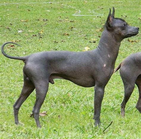 Perro Sin Pelo 8 Razas De Perros Sin Pelos Que Debes Conocer