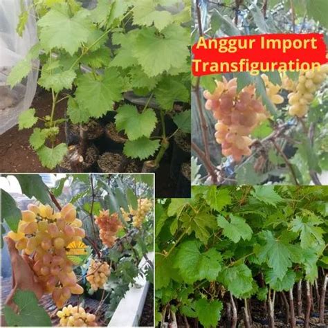 Petani Langsung Tanaman Anggur Trans Bibit Anggur Transfiguration