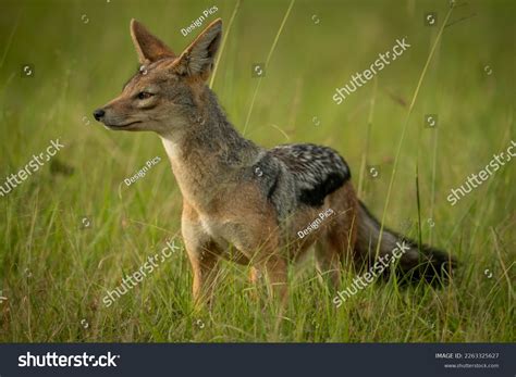 Blackbacked Jackal Lupulella Mesomelas Stands Grass Stock Photo