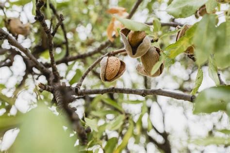 Almond Tree Care How To Grow And Harvest Almonds