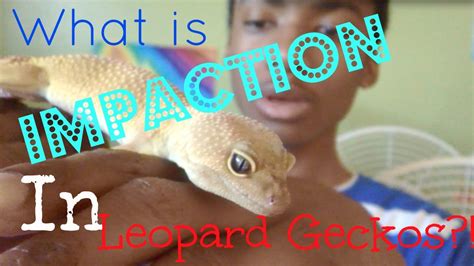 What Is Impaction In Leopard Geckos Youtube