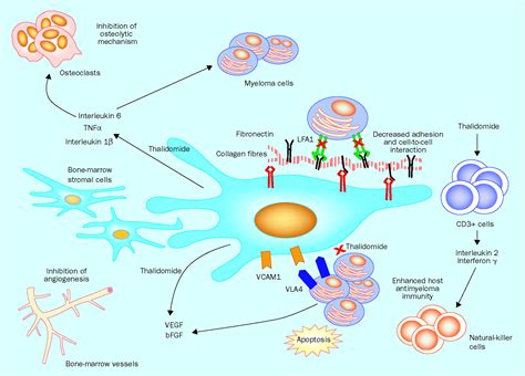 New Drugs For Treatment Of Multiple Myeloma The Lancet Oncology