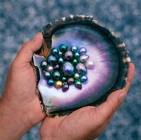 abalone pearl maxine  magnificent