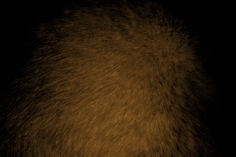 Brown Fur Texture Picture | Free Photograph | Photos Public Domain